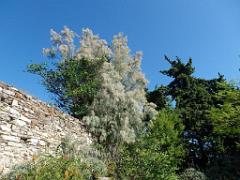 183 HYERES ET SES PALMIERS D01_000044